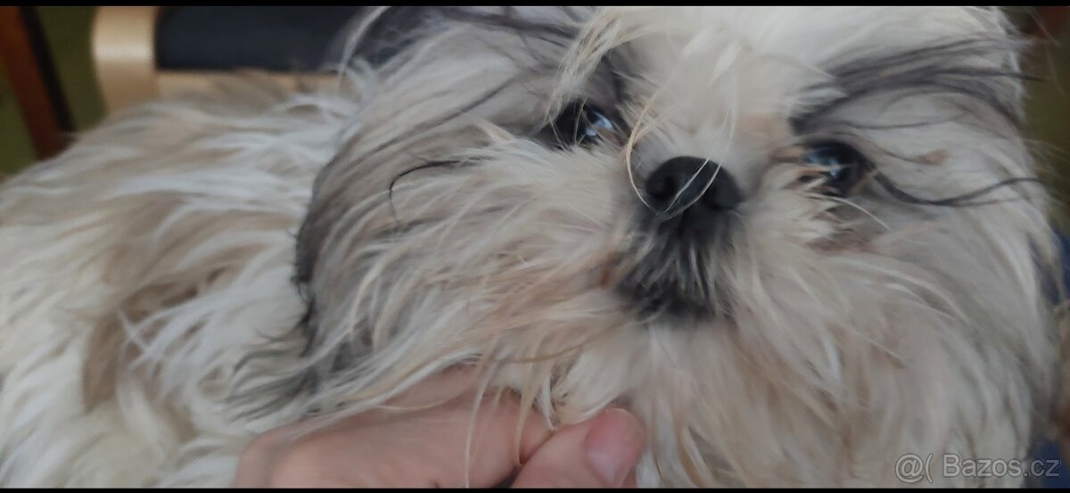 Prodám pejska shih-tzu,shi-tzu, 16mesacný, čipovaný - 2