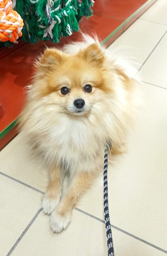 Pomeranian špic - 2