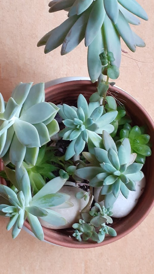 Pokojové sukulenty - 2