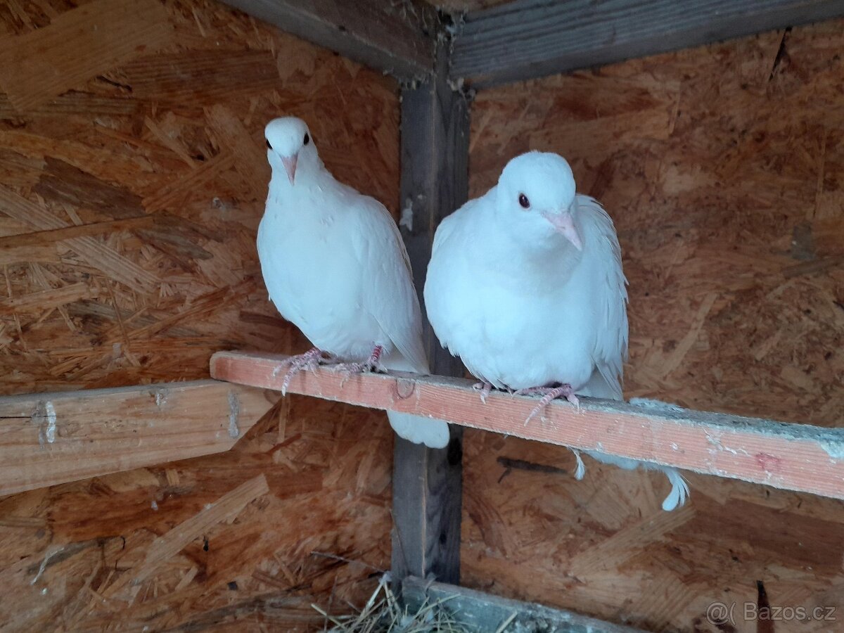 Prodám bílé hrdličky chechtavé - 2