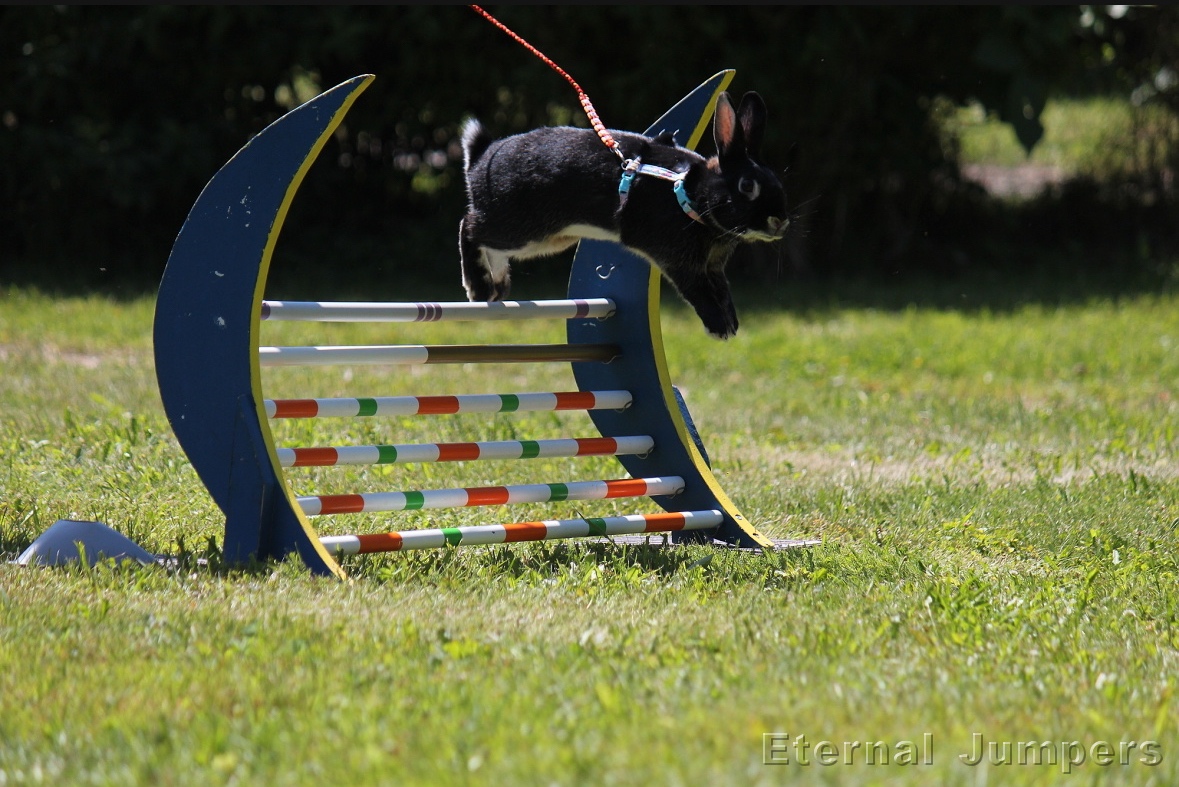 Zakrslý králík s pp - Hook - 2