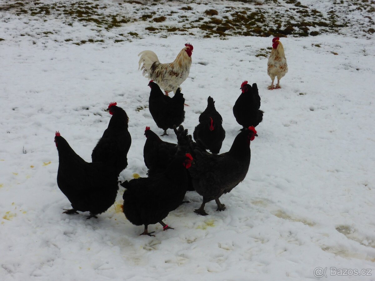 Násadová vejce Maranska - 2