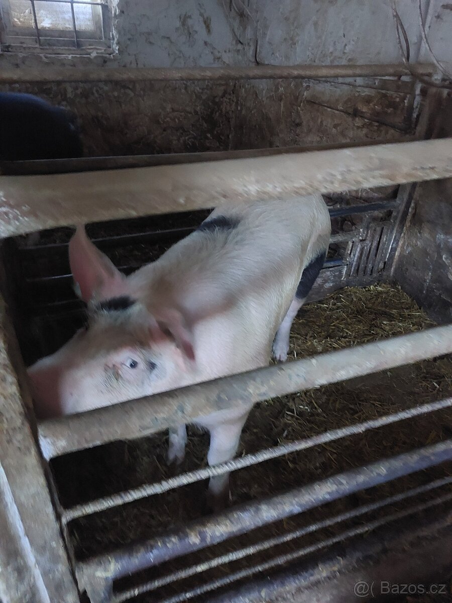Prodám prase - 2