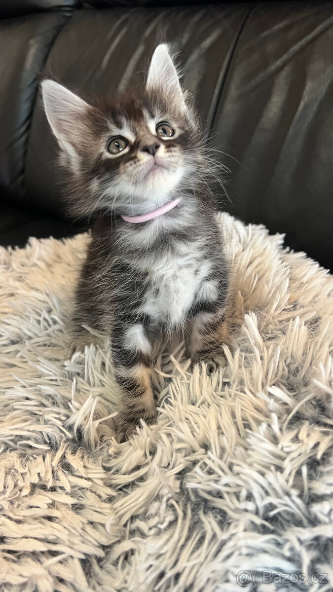 Mainská mývalý bez PP - 2