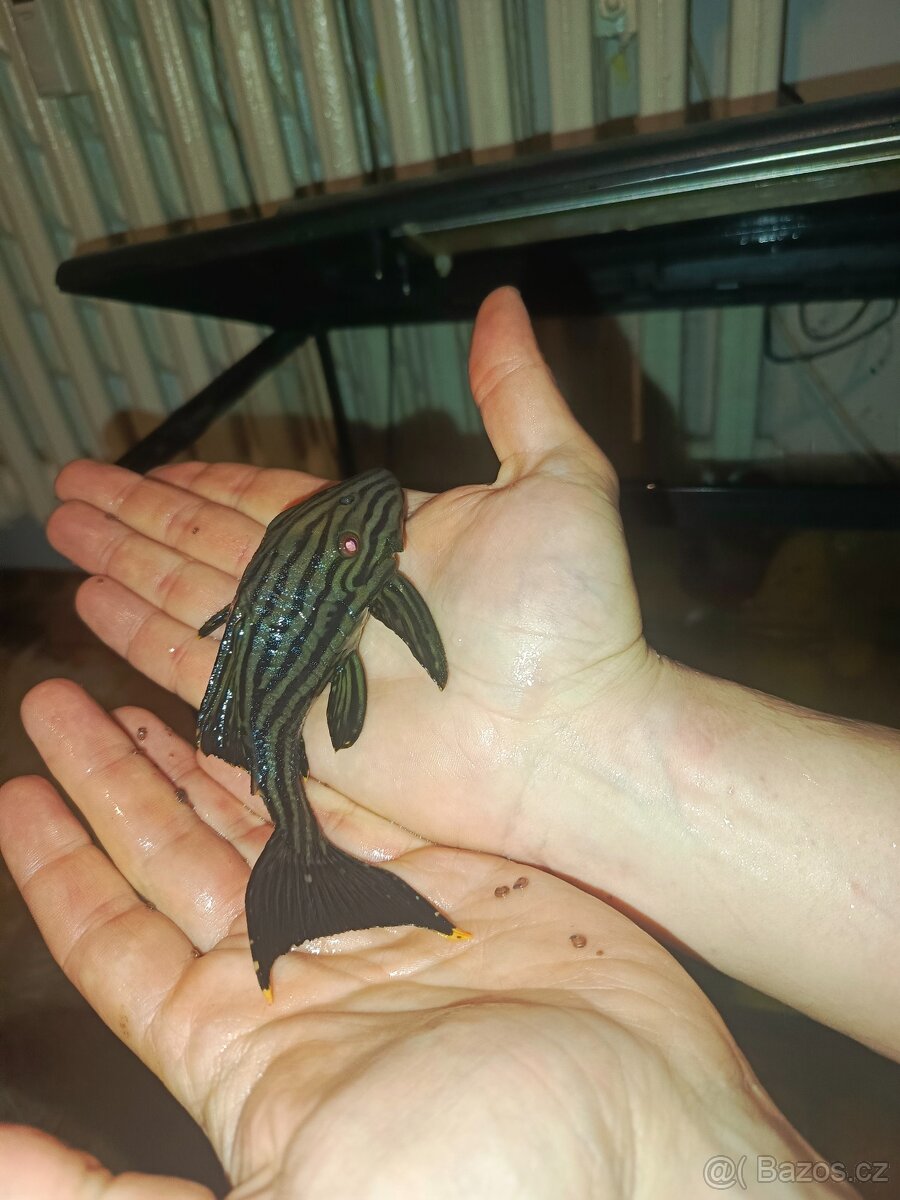 Krunyrovec panaque - 2