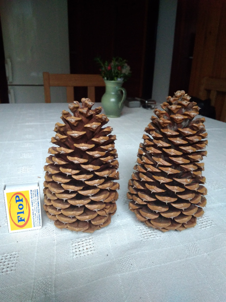 Borovice "těžká" - 2