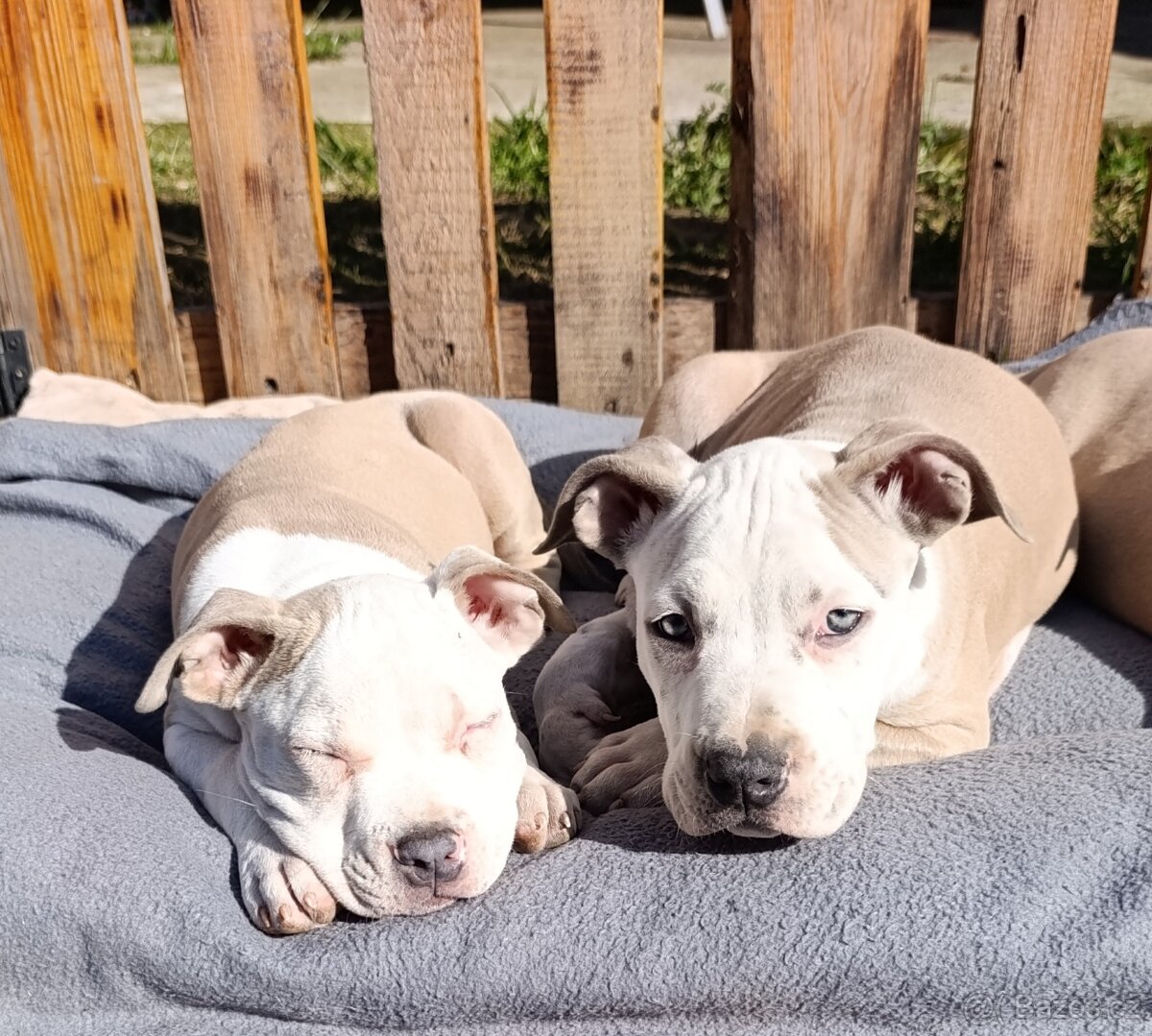 American Bully Standard - 2