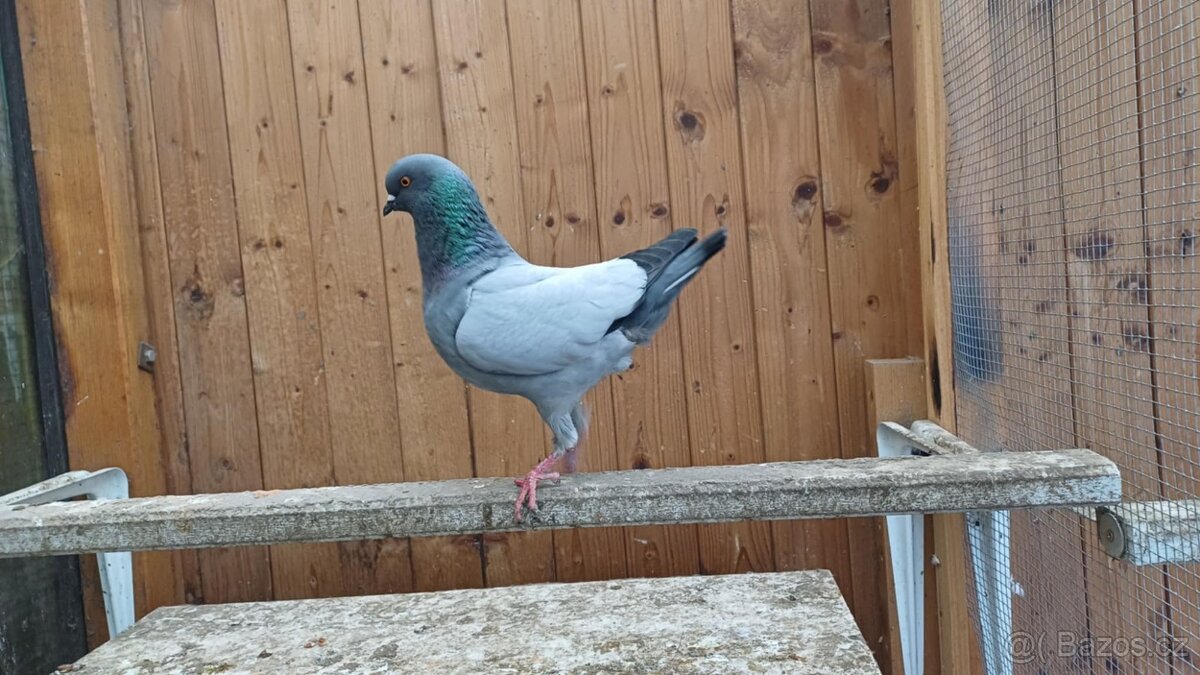 Holubi _ modenky - 2