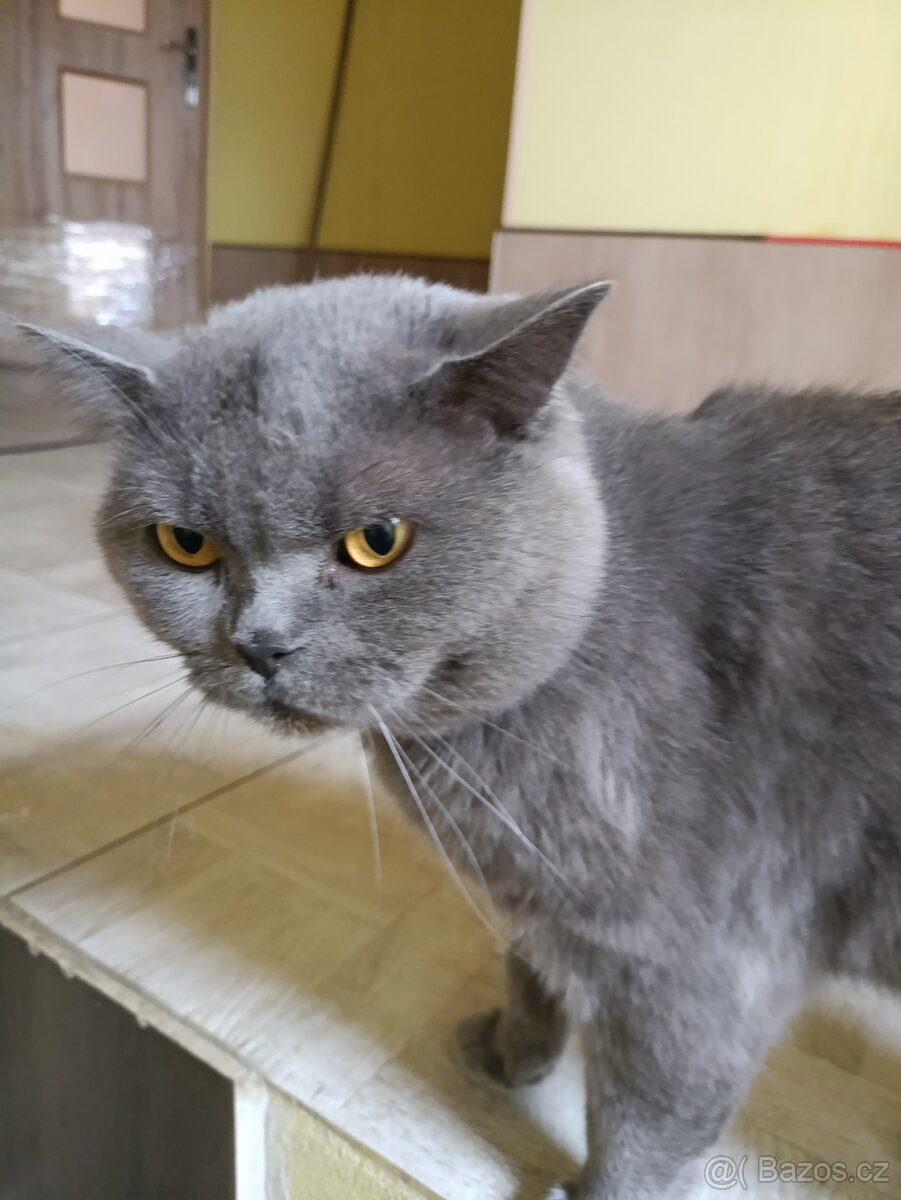 Britský modrý kocour krytí - 2