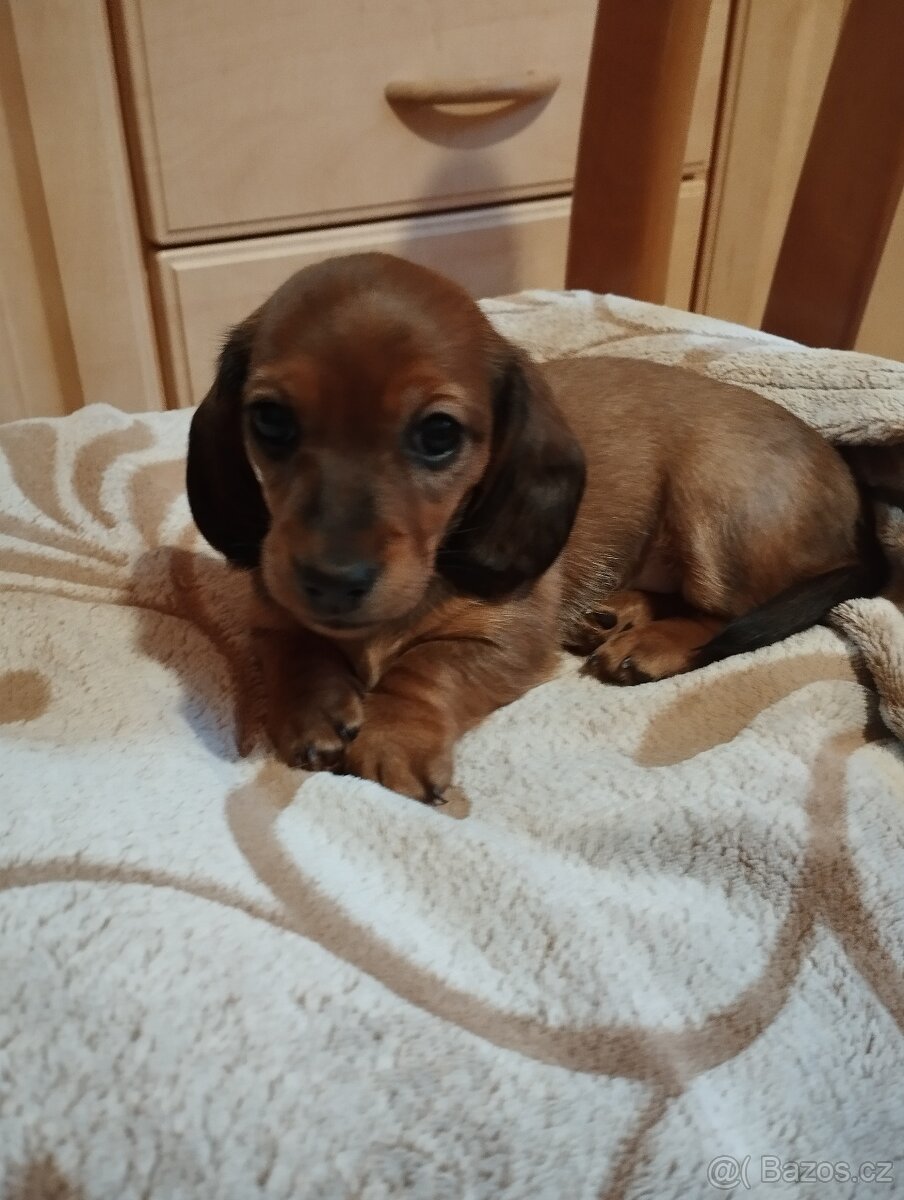 krátkosrstý jezevčík - 2