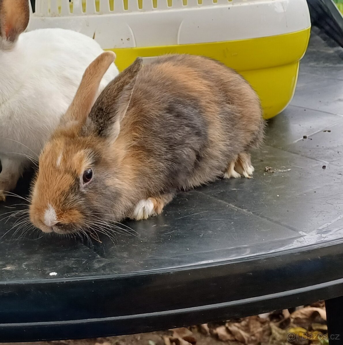 Zakrslý králíček - 2