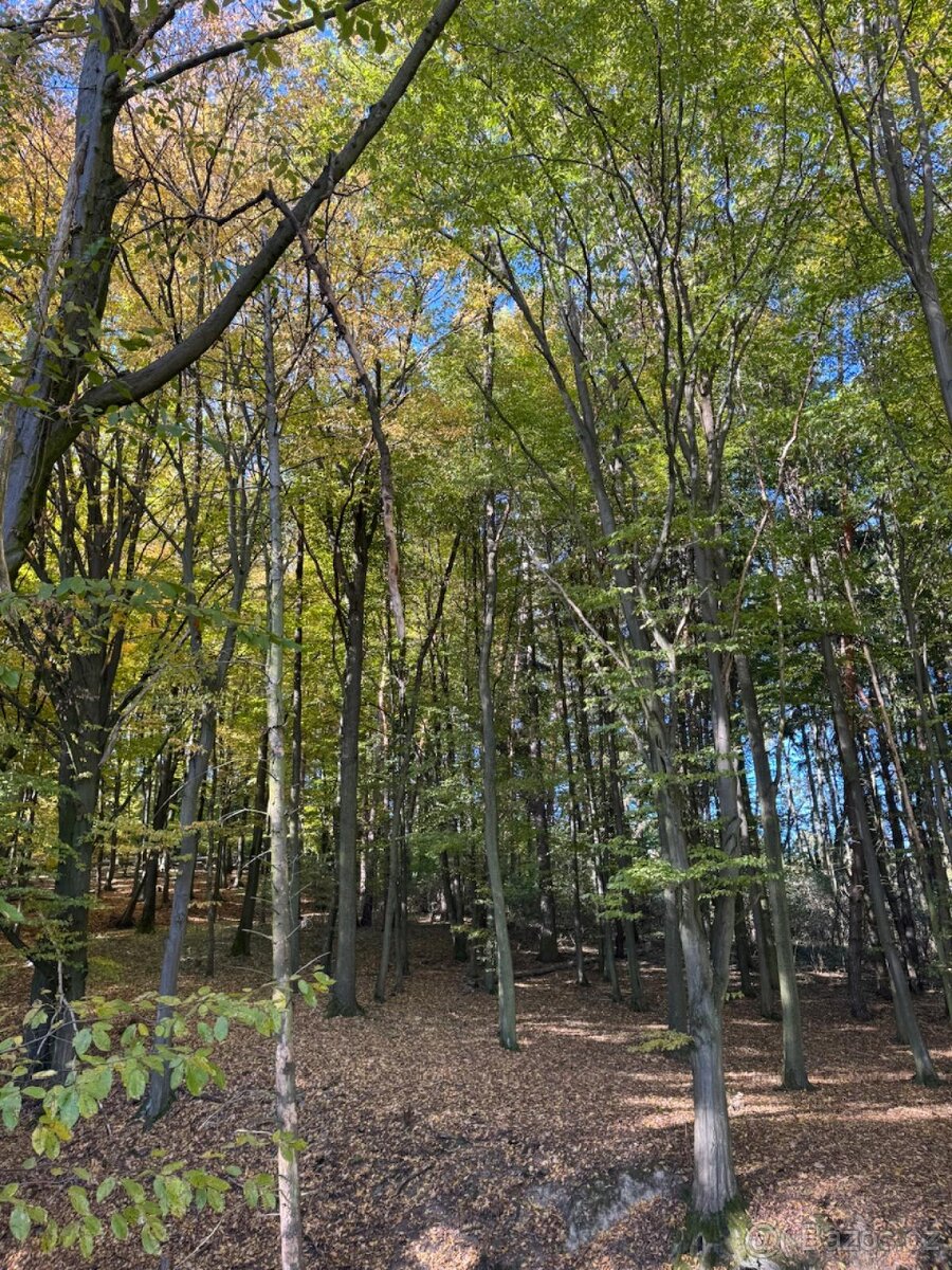 Prodej lesního pozemku v k.ú. Podolí u Mohelnice - 2
