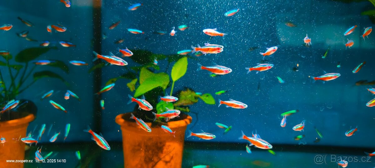 Neonka červená a obecná - 2