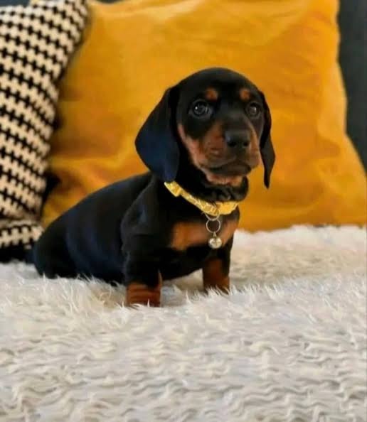 Jezevčík trpasličí hladkosrsty - 2