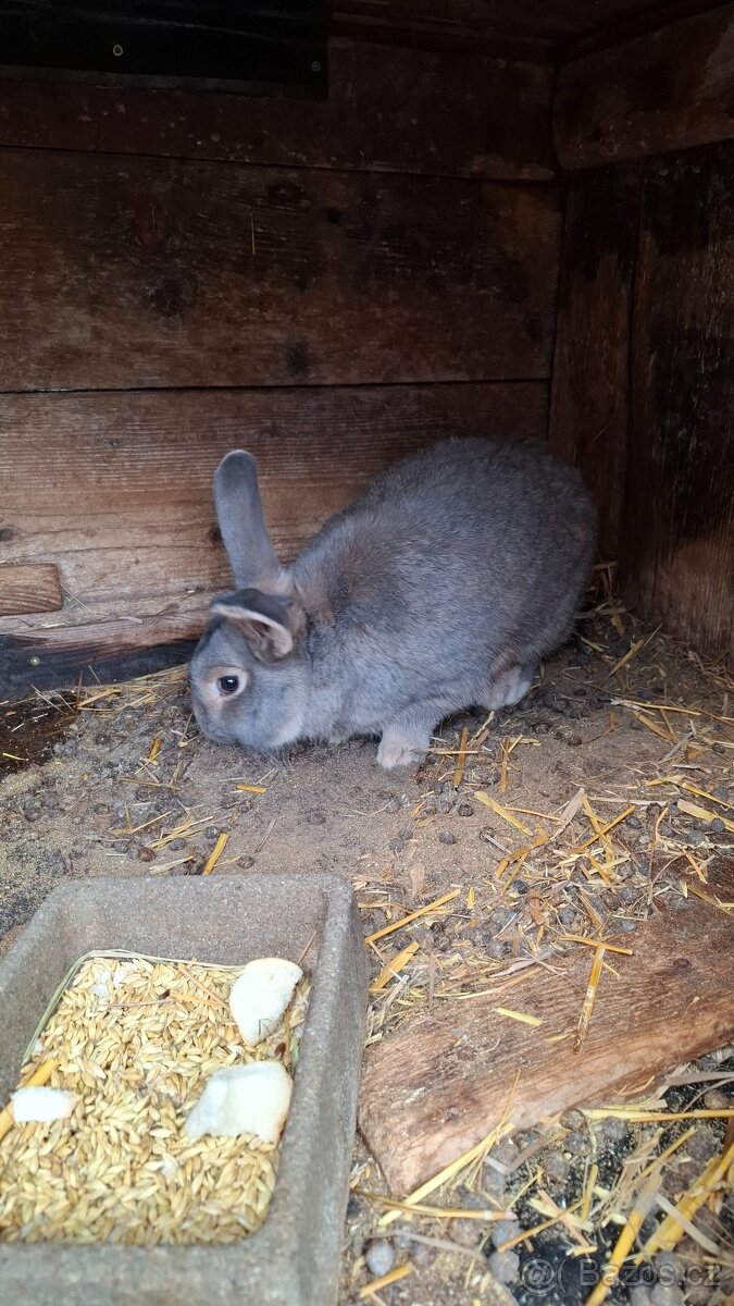 Prodám samce na chov - 2