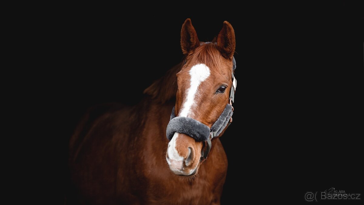 Rekreační kůň - 2