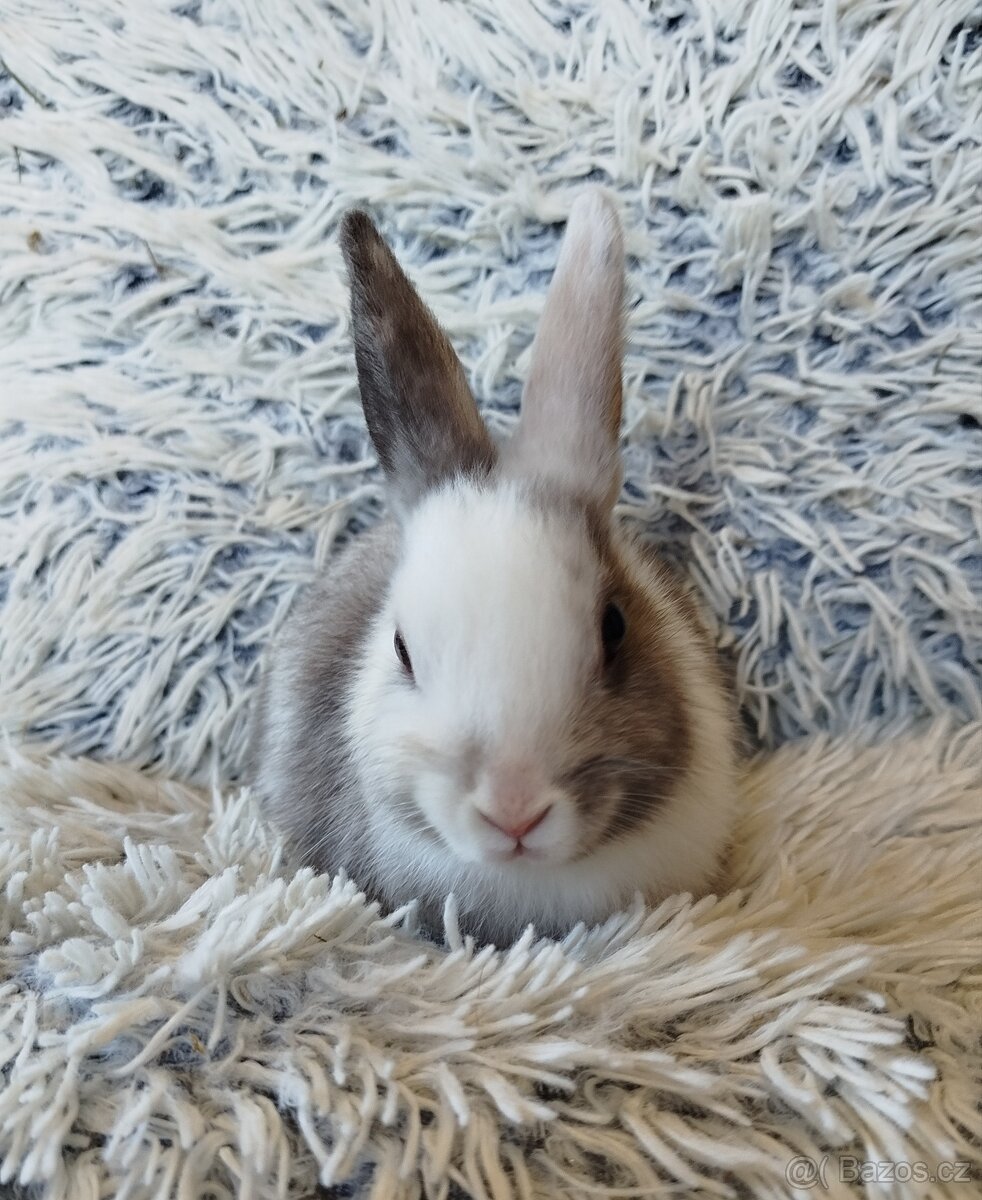 Zakrslý králík - 2
