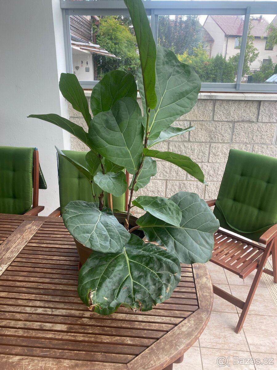 Fíkus Lyrata 120 cm, pokojová rostlina. - 2