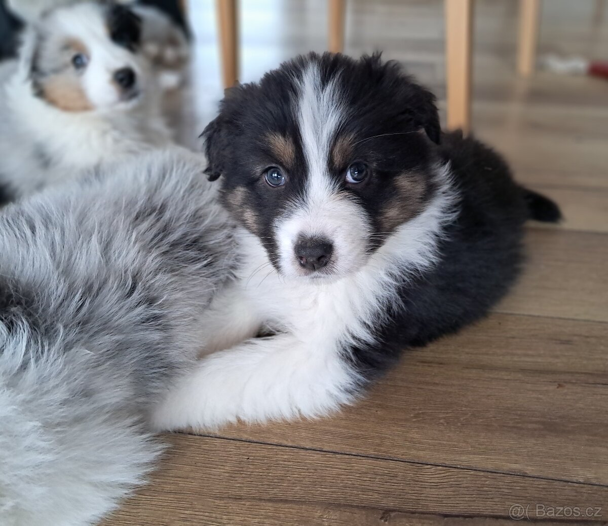 Australský ovčák - 2