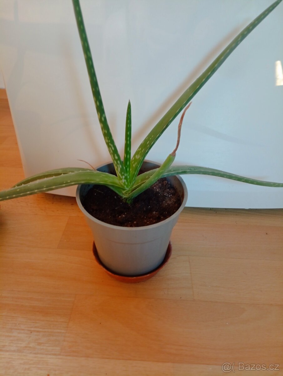 Aloe vera - 2
