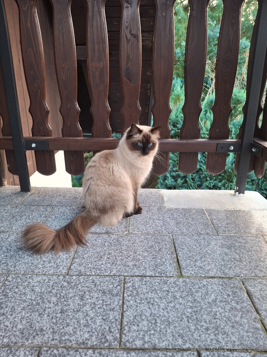 Hledám kocoura Ragdoll ke krytí - 2