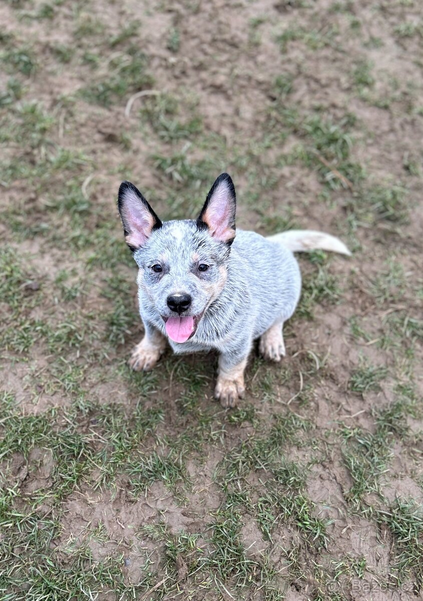 Australský honácký pes - s PP - 2