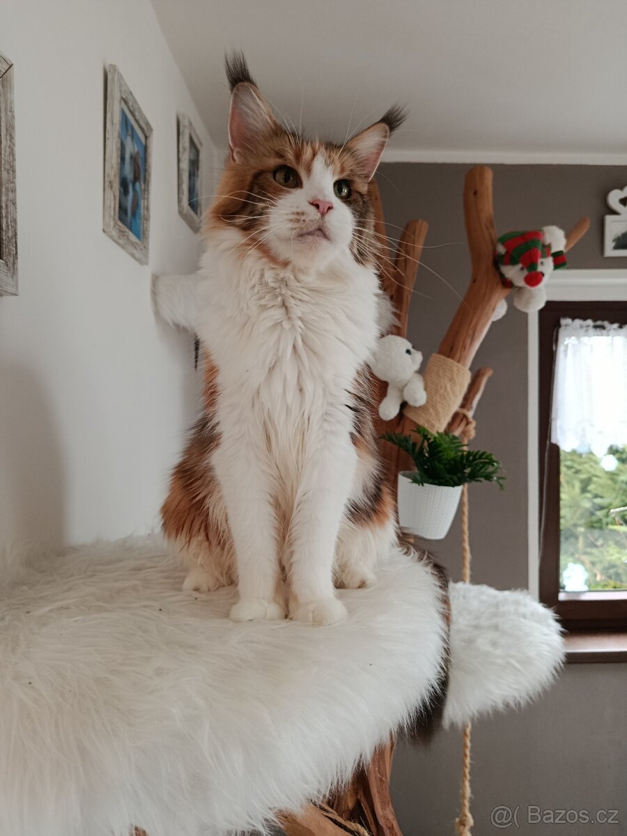 Mainská mývalí s PP - 2