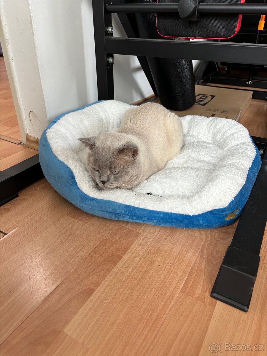 Britský color point ke krytí - 2