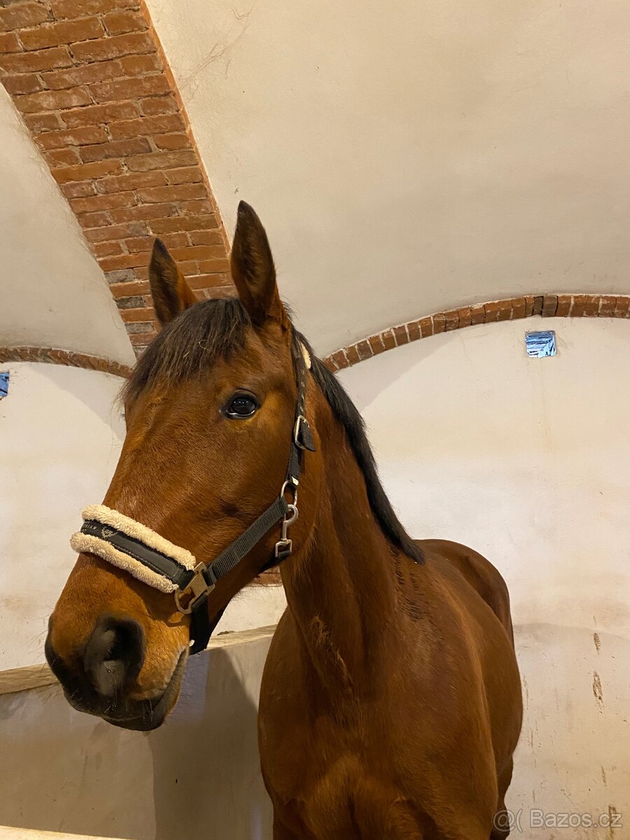 13 letá kobylka am. klusáka - 2