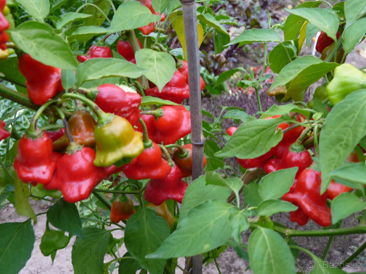 Semena chilli papriček "ZVONEČKY" - 2