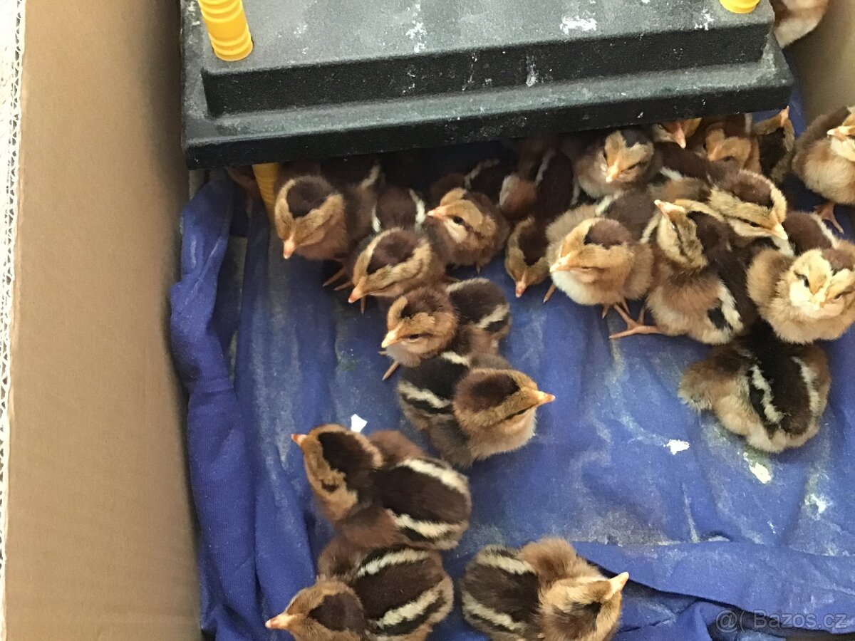 Prodám kuřata . - 2