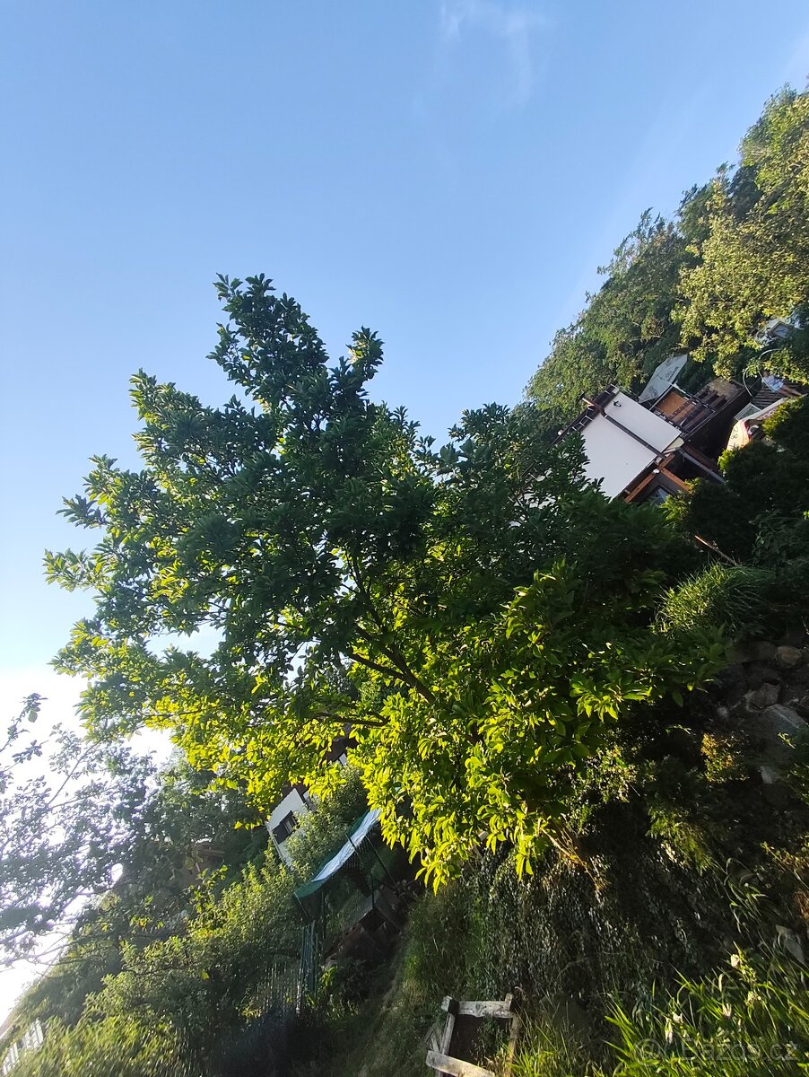 Magnólie - 2