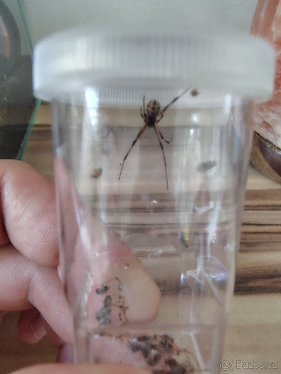 Černá vdova (Latrodectus obscurior) - 2