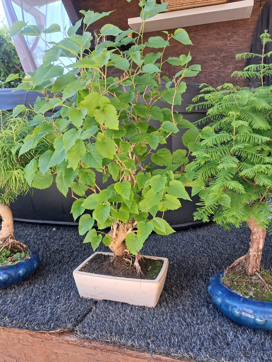 Bonsaj, bonsai Morušovnik - 2