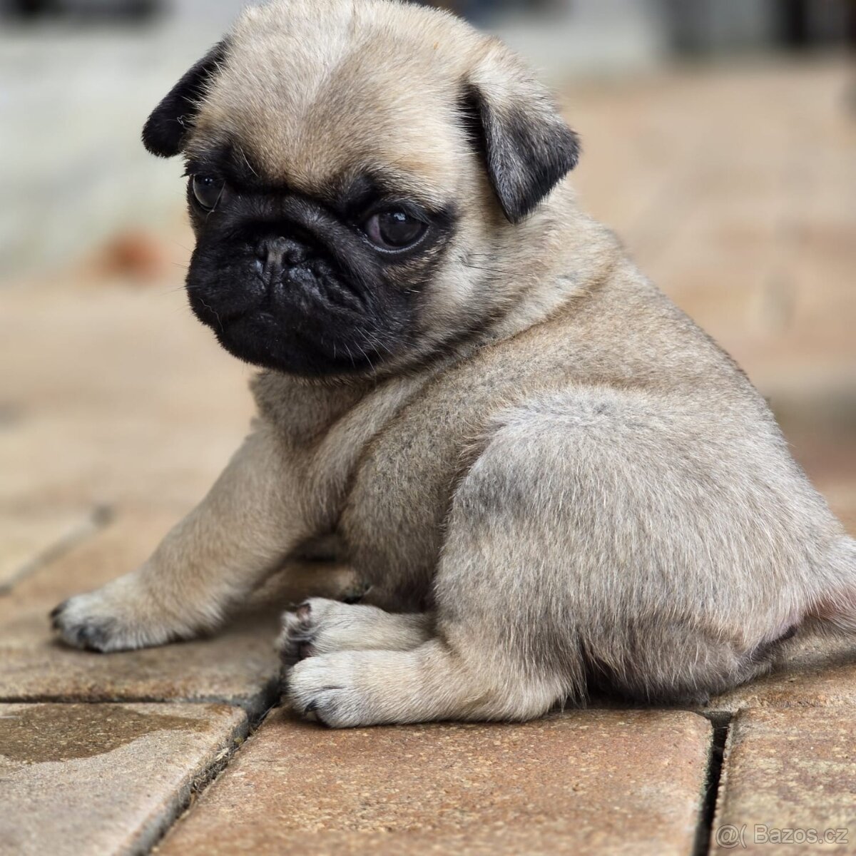 Mops - 2