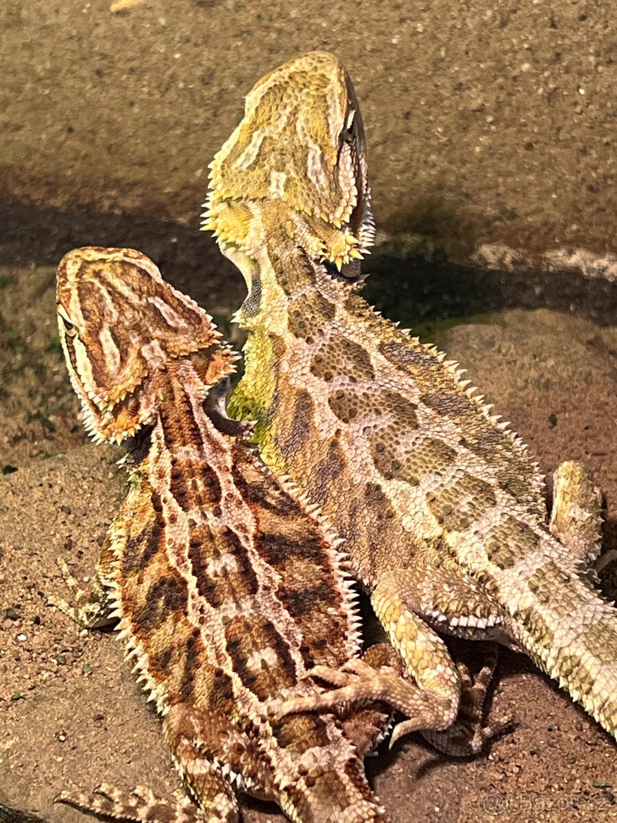 Agama vousatá - 2
