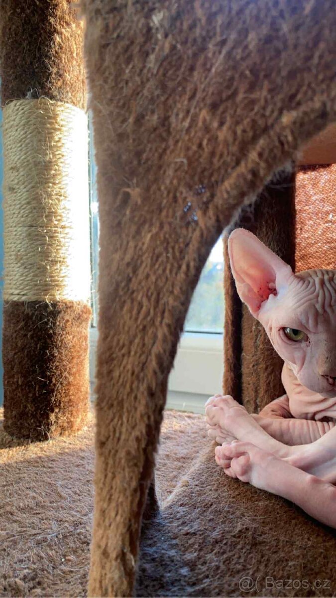 Krytí pro naší kočičku - 2