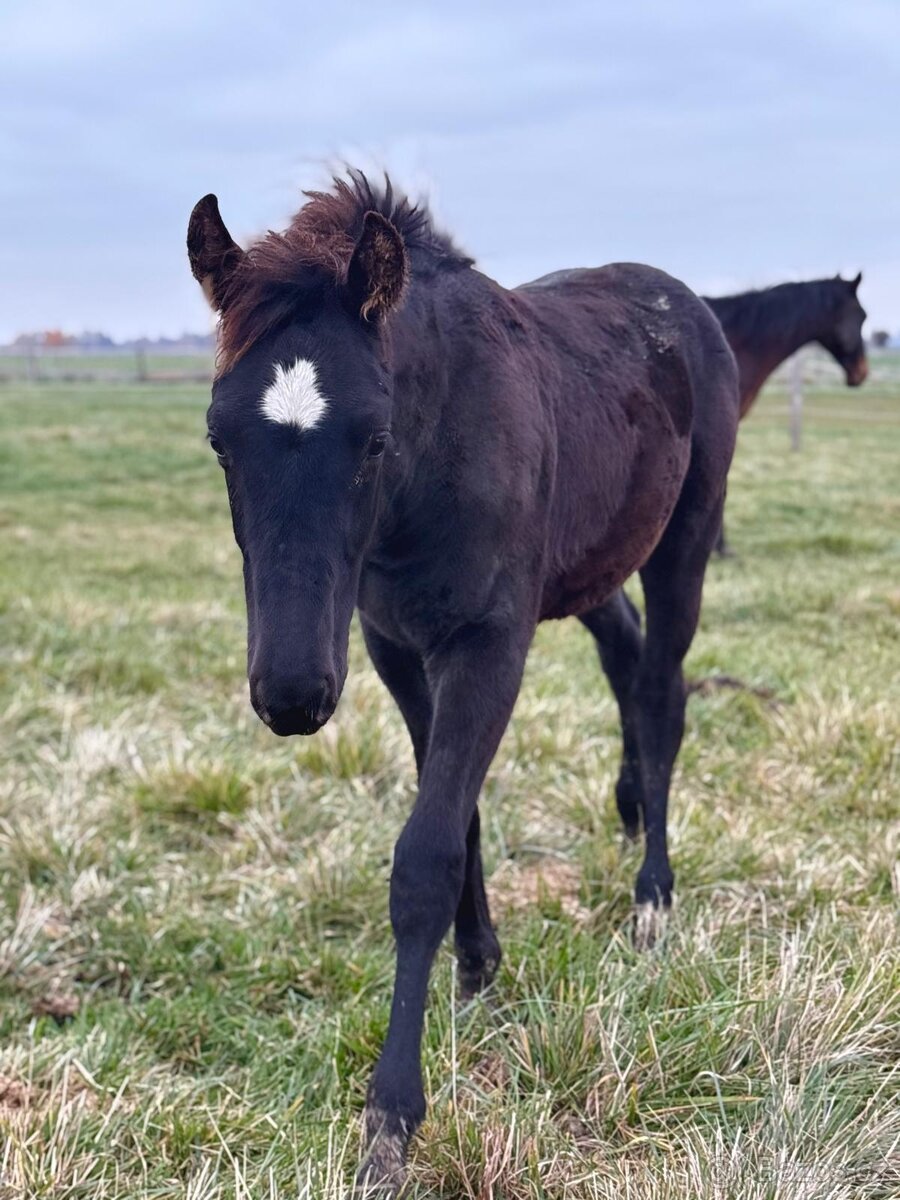 Letošní hřebeček - 2
