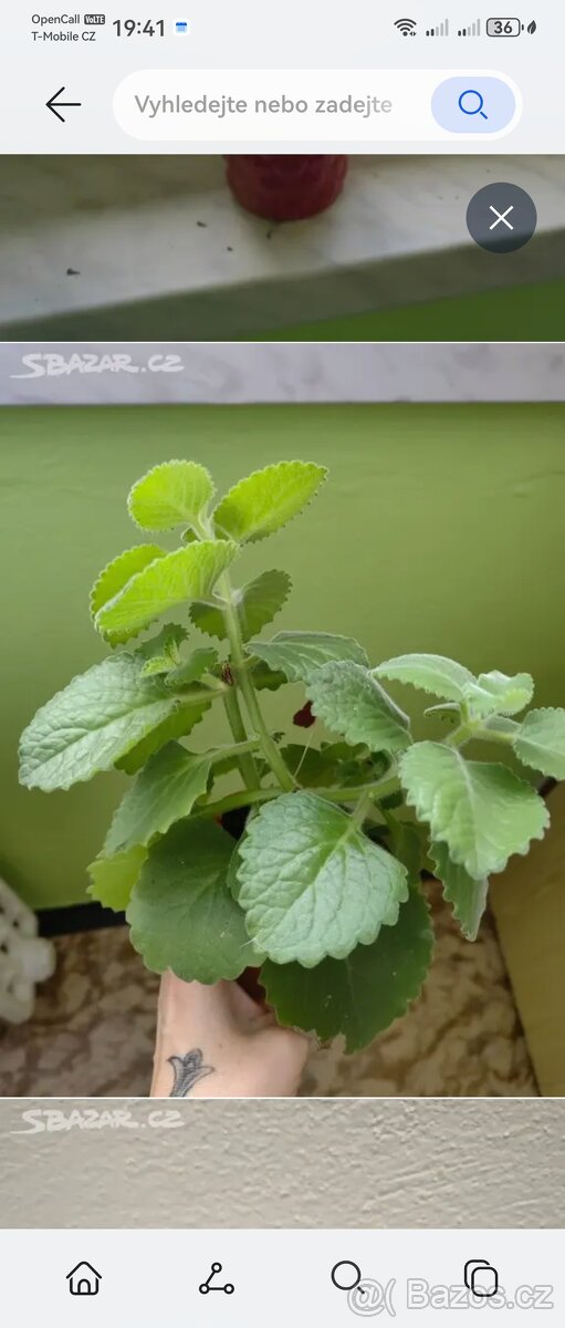 Pokojové rostliny - 2