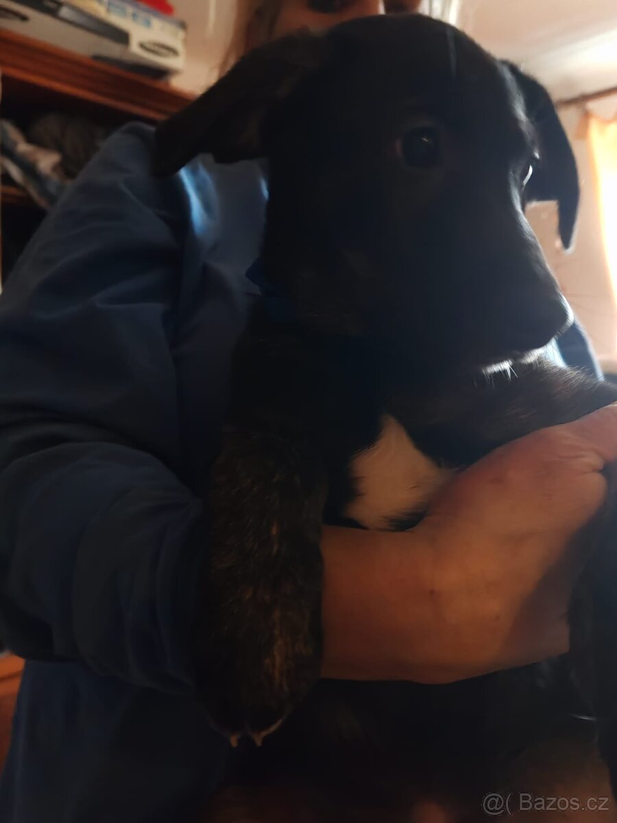 Štenata kříženci - 2