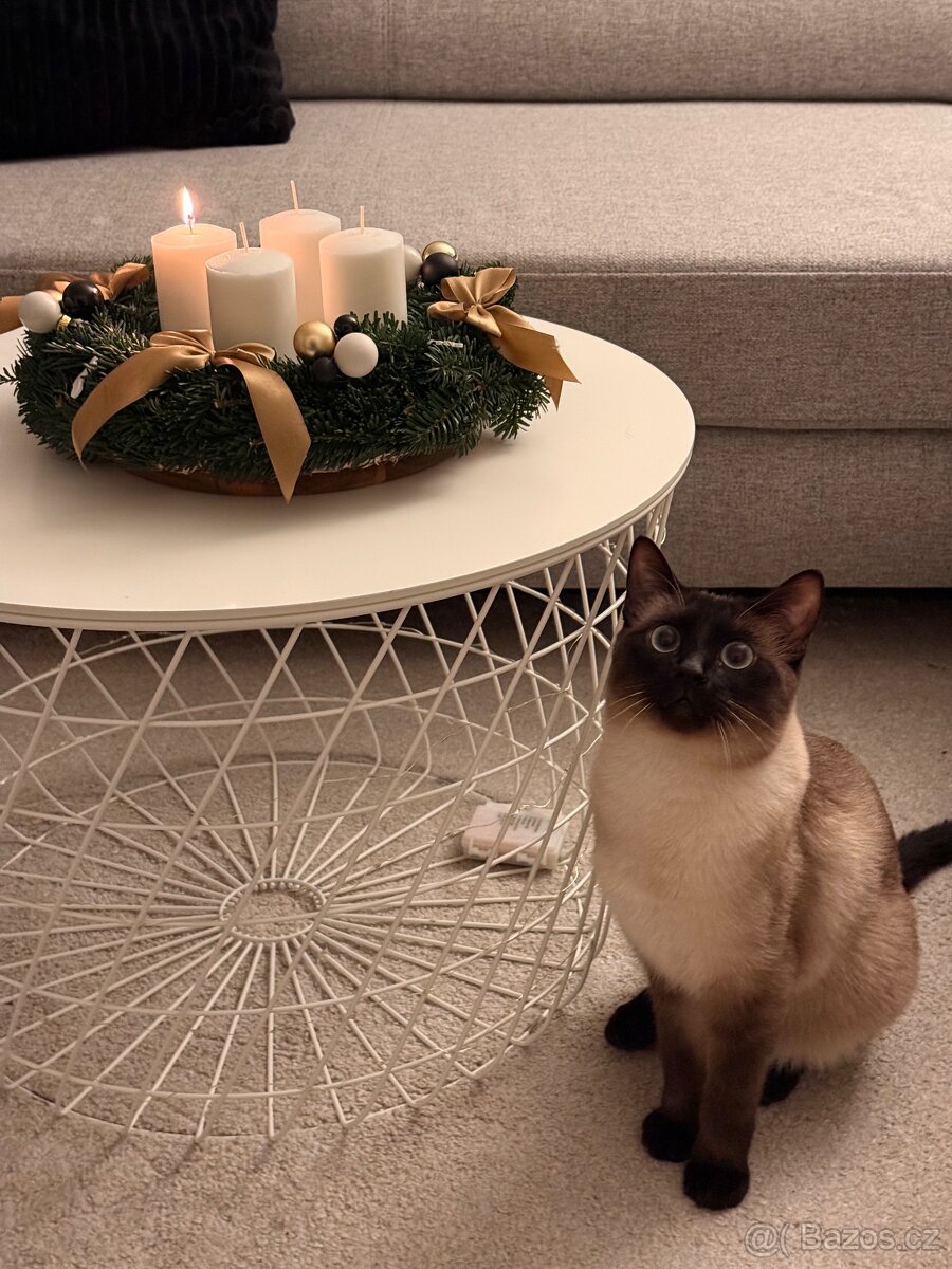 Daruji siamského kocourka bez PP do dobrých rukou - 2