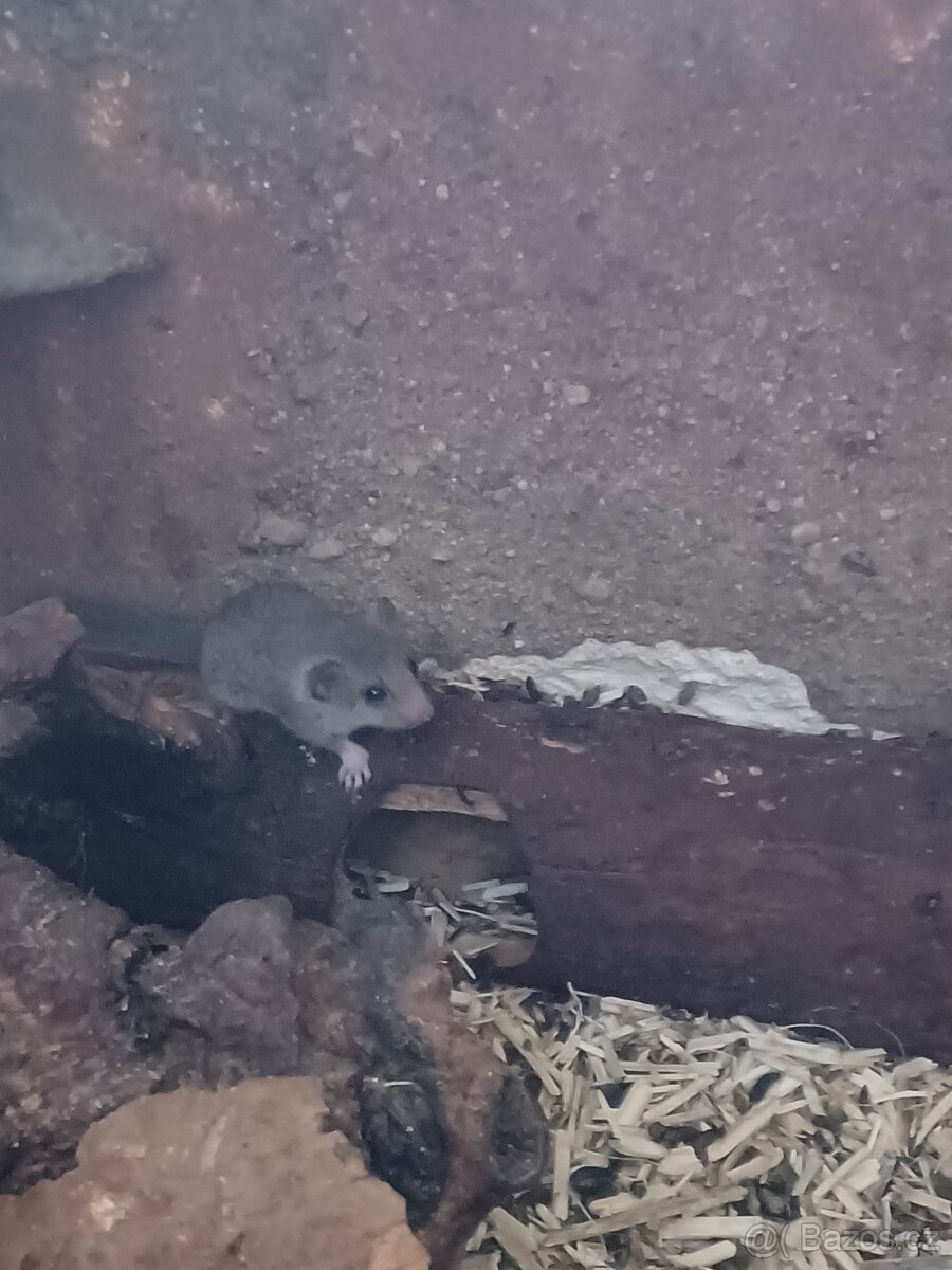 Plšík africký- prodej 0,0,2 - 2