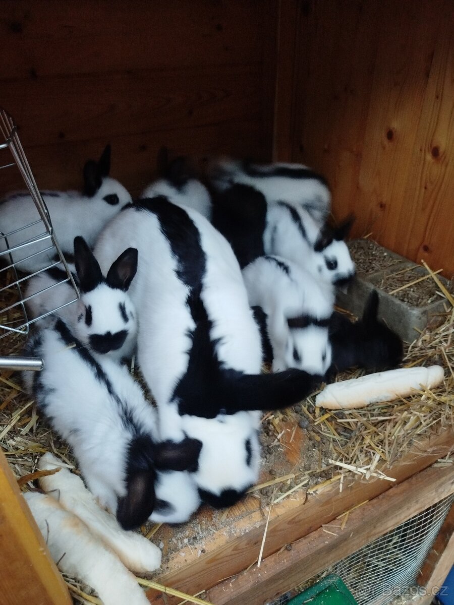 Králík plemeno Český strakáč - 2