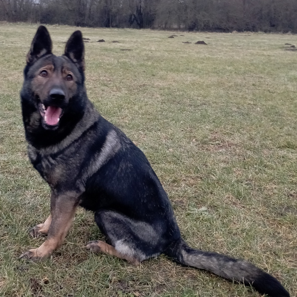 Německý ovčák štěnata s PP - 2