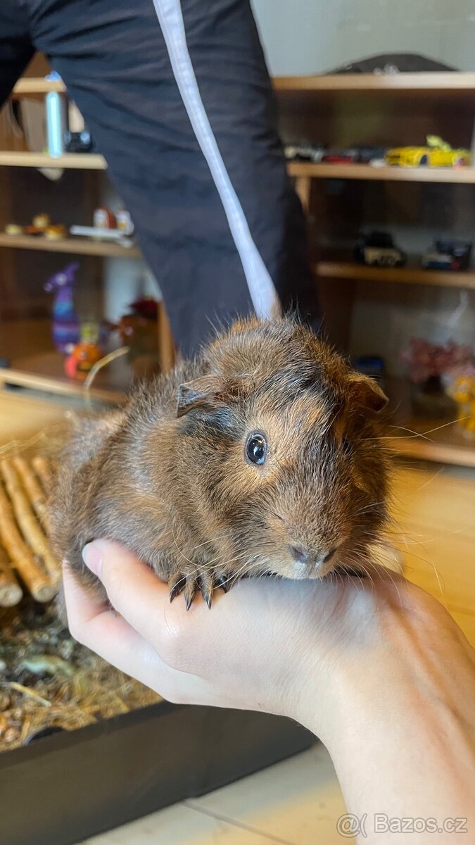 Prodej morčátka - 2