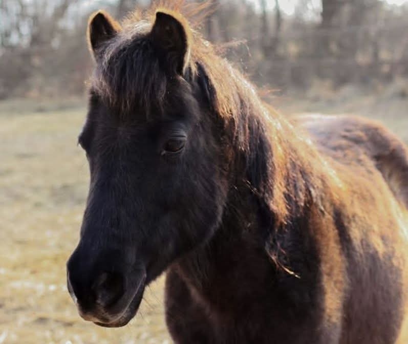 Docházka k poníkům - 2