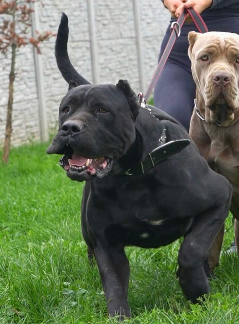 Bandog ke krytí - 2