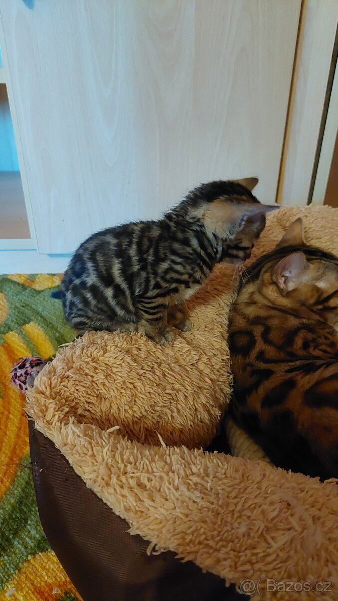 Bengalská kočka koťátka s PP - 2