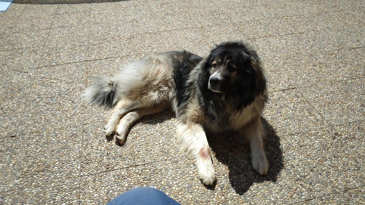 Kavkazský Pastevecký pes - krytí - 2