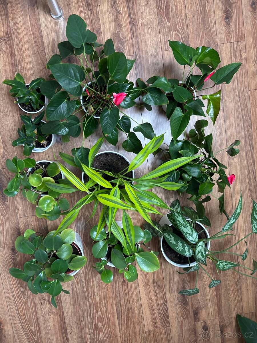 Rostliny pokojové pepřinec banán anturie aglaonema - 2